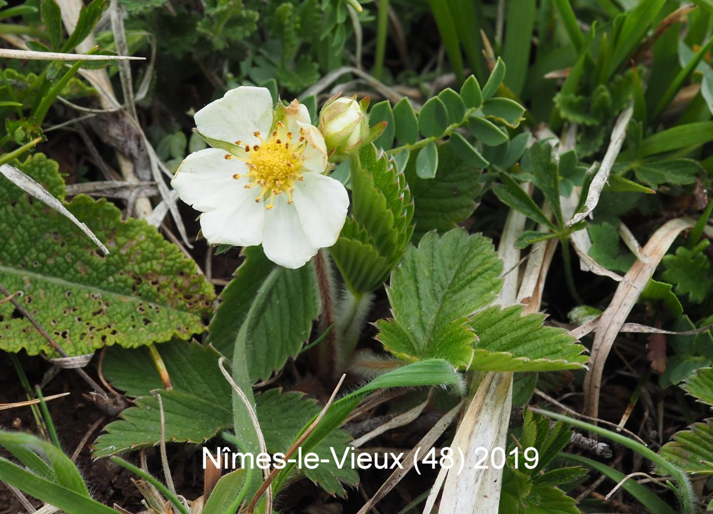 Strawberry, Green plant